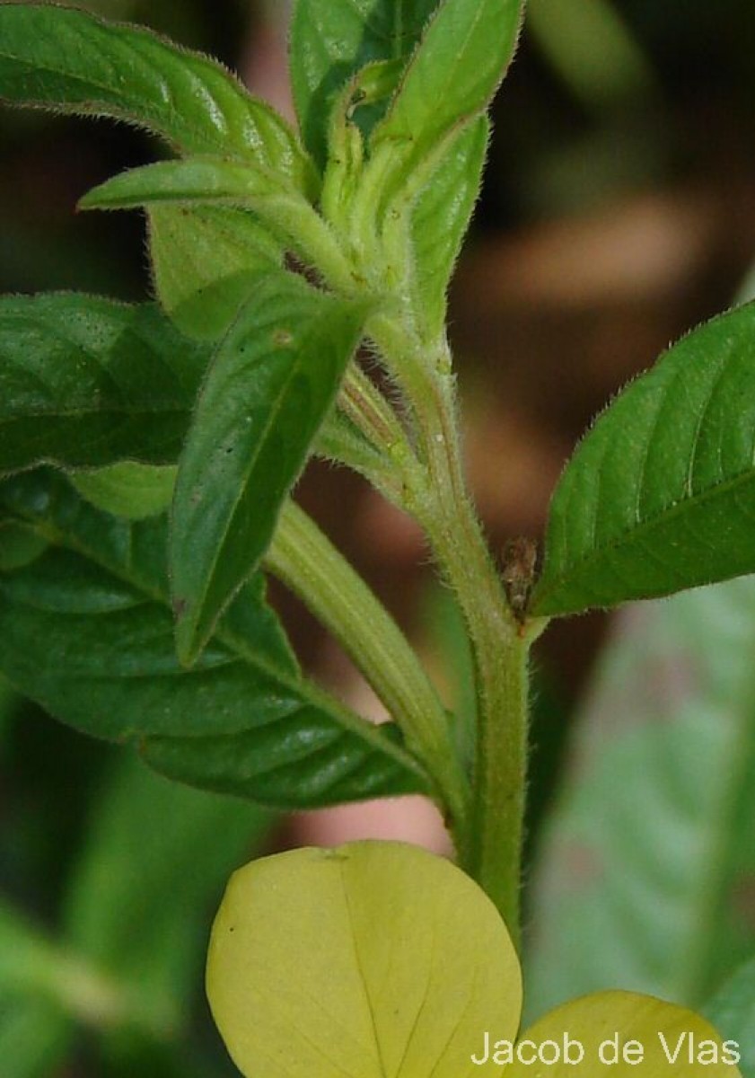 Ludwigia octovalvis (Jacq.) P.H.Raven